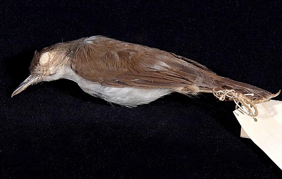 White-chested Babbler