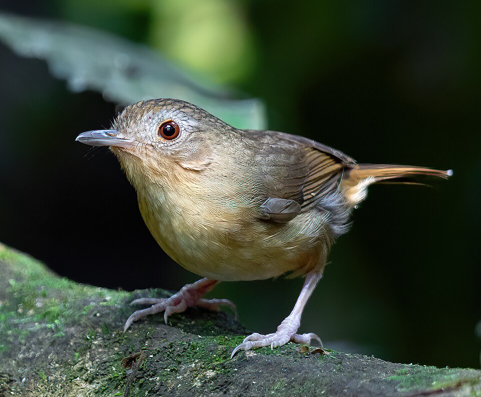 Buff-breasted Babbler