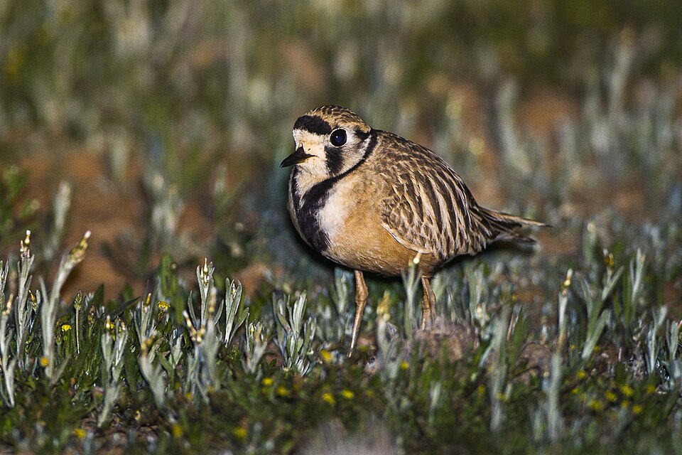 Inland Dotterel