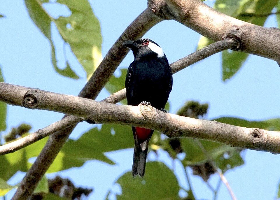 Lowland Peltops