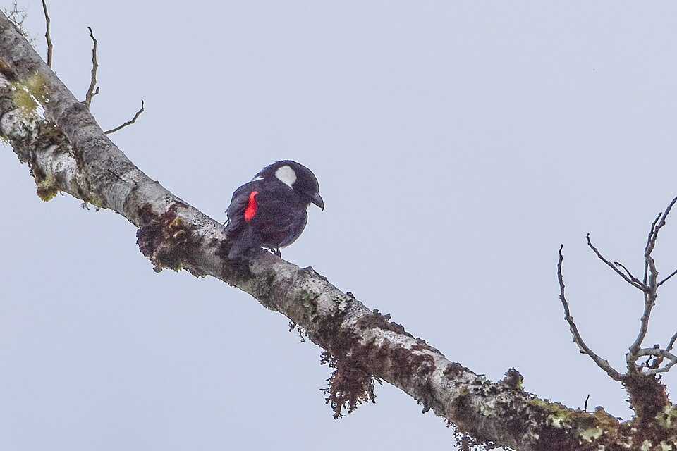 Mountain Peltops