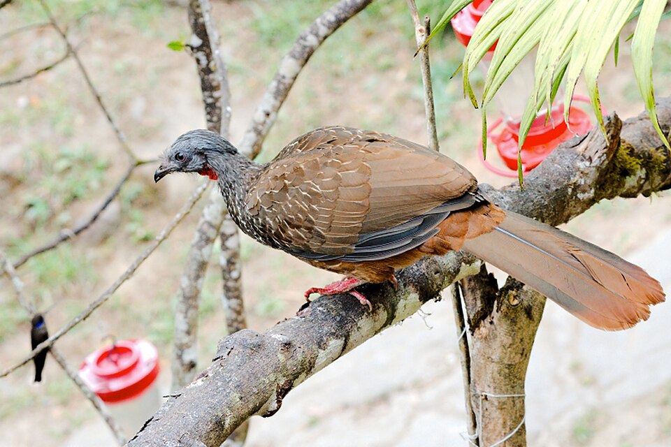 Band-tailed Guan