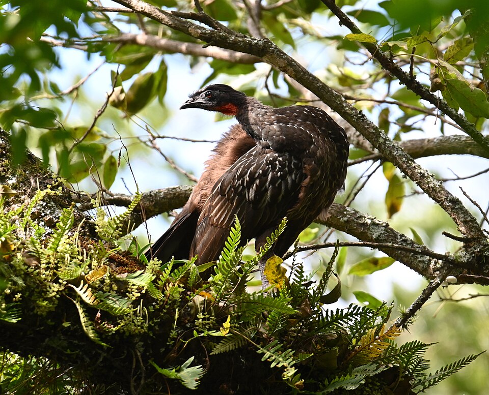 Yungas Guan