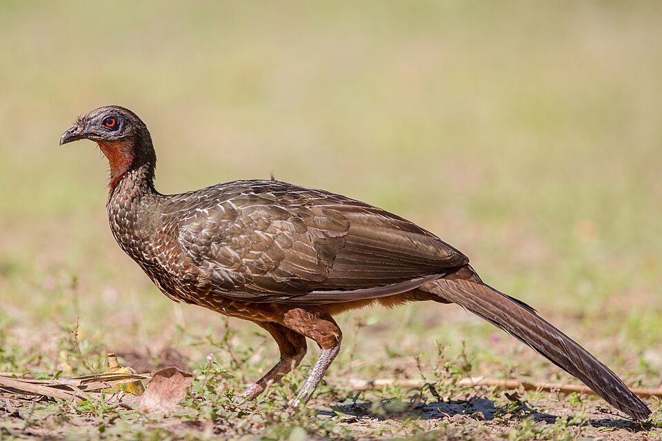 Red-faced Guan