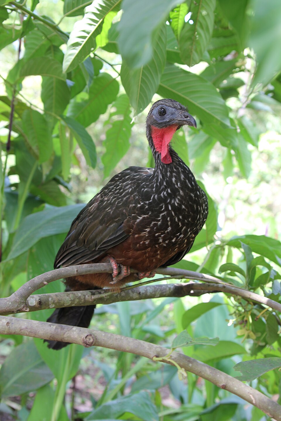 Spix's Guan