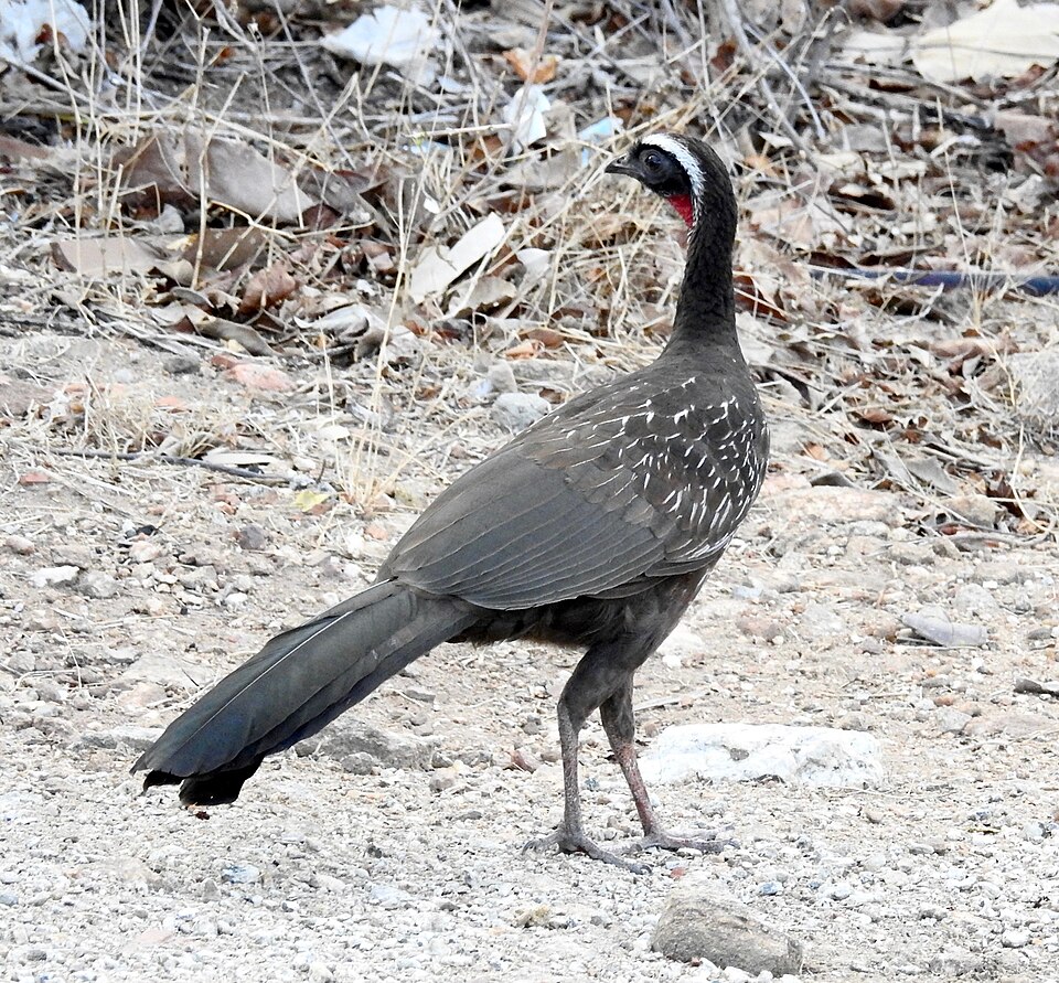 White-browed Guan