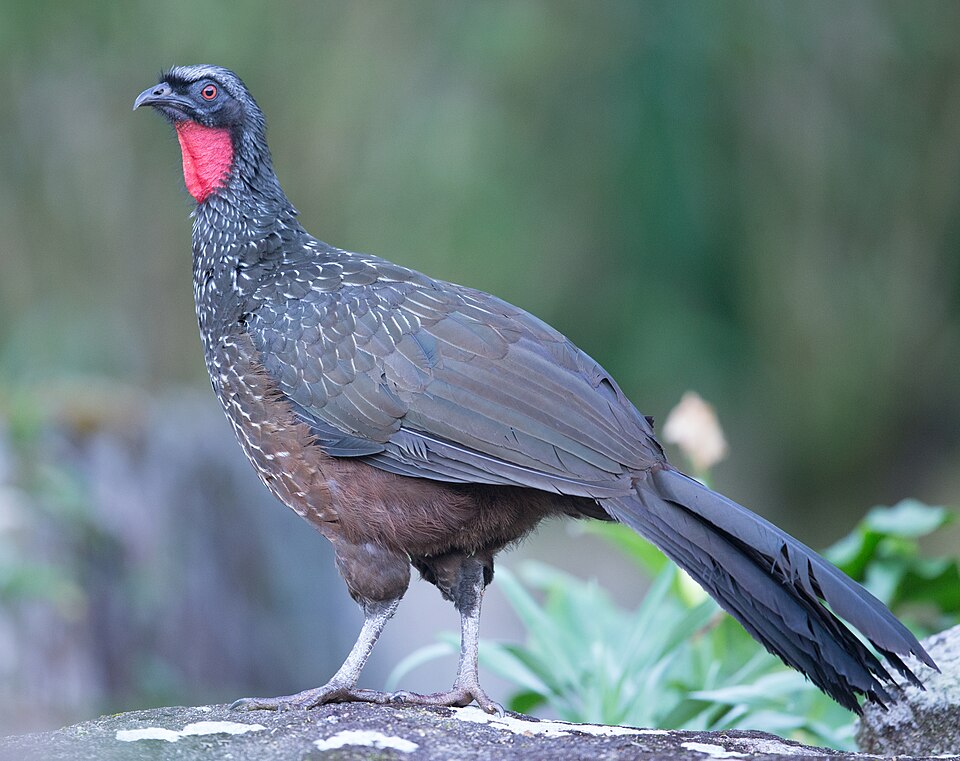 Dusky-legged Guan