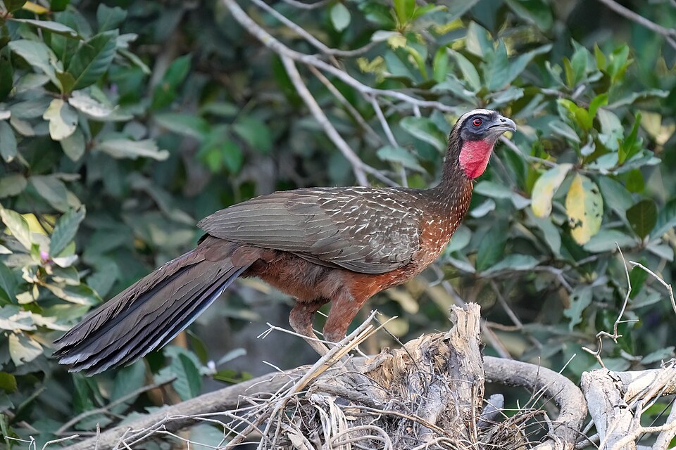 Chestnut-bellied Guan