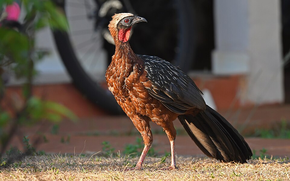 White-crested Guan
