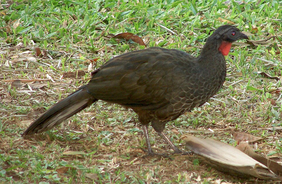 Rusty-margined Guan