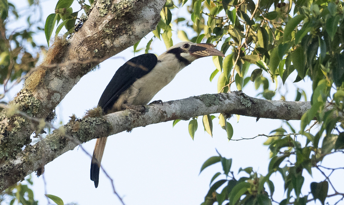 Mindanao Hornbill