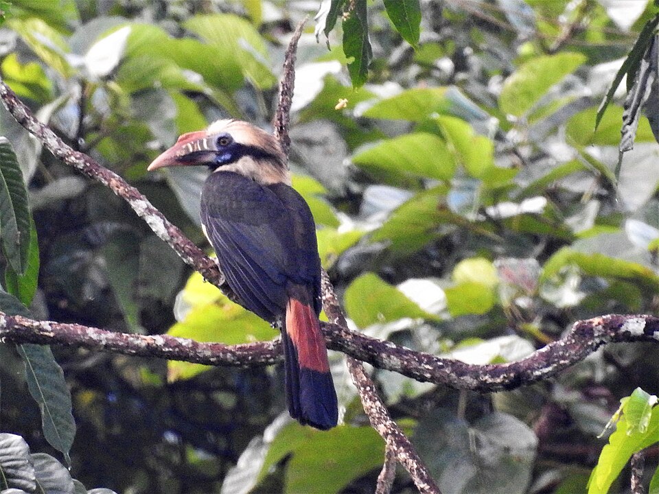 Mindoro Hornbill