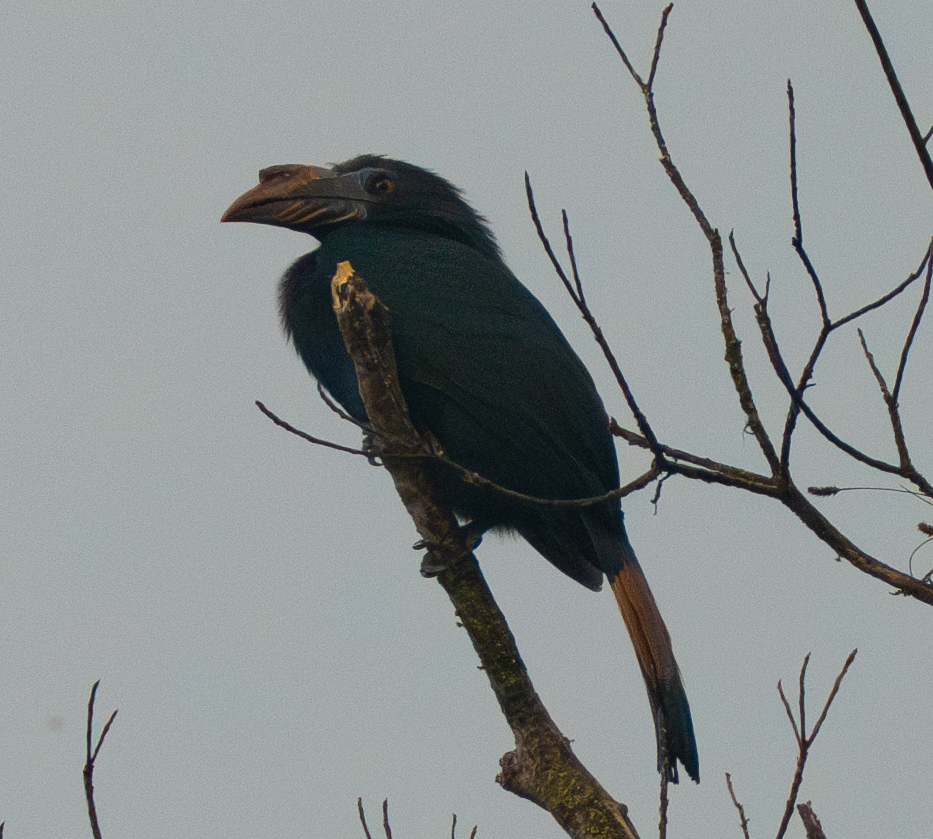 Samar Hornbill