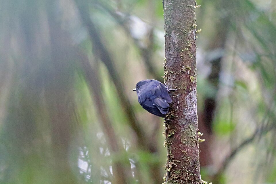 Smoky Robin