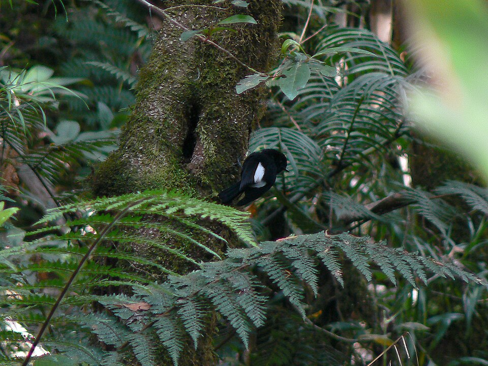 White-winged Robin