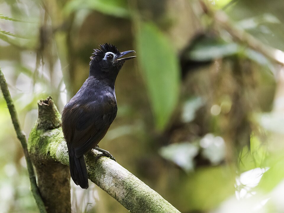 Sooty Antbird