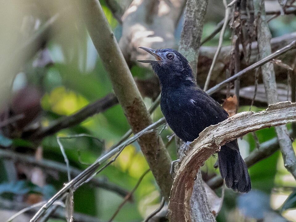 White-shouldered Antbird