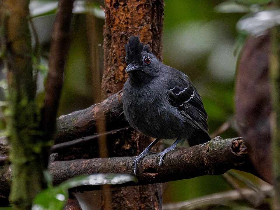 Black-headed Antbird