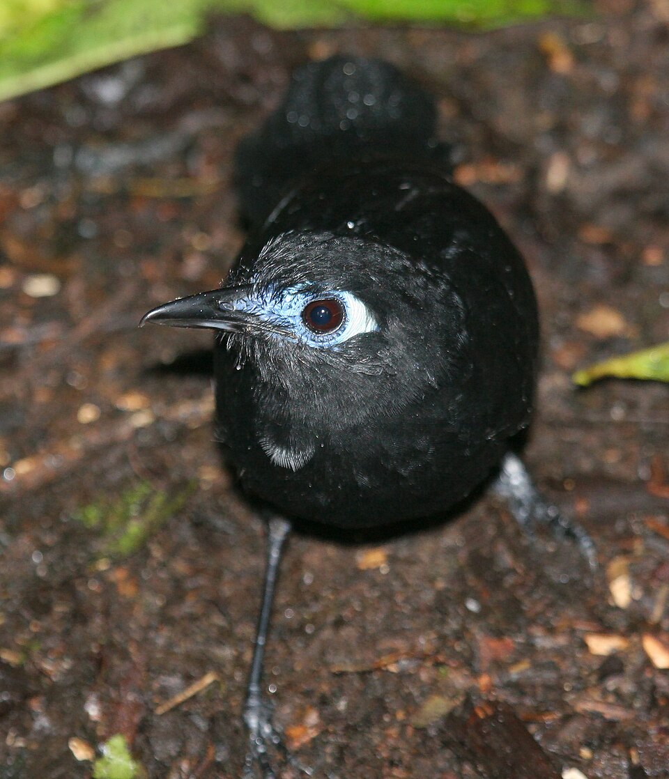 Zeledon's Antbird