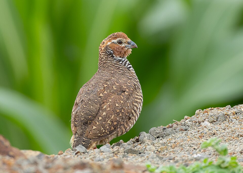 Rock Bush Quail