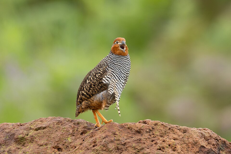 Jungle Bush Quail
