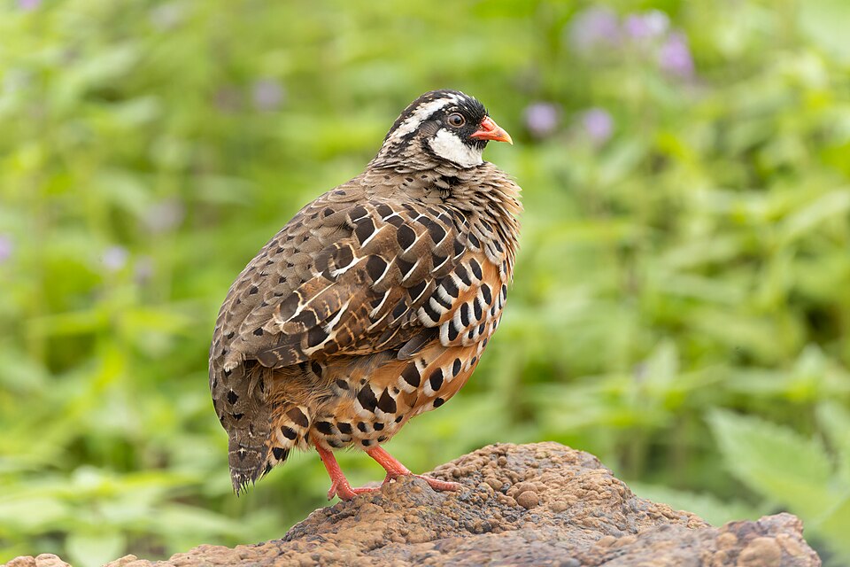 Painted Bush Quail