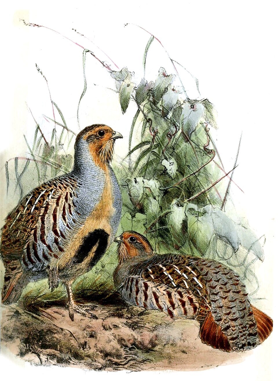 Daurian Partridge