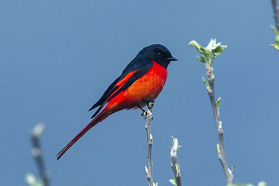 Short-billed Minivet