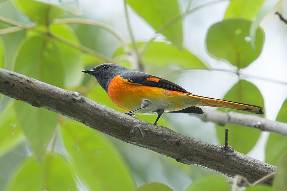 Small Minivet
