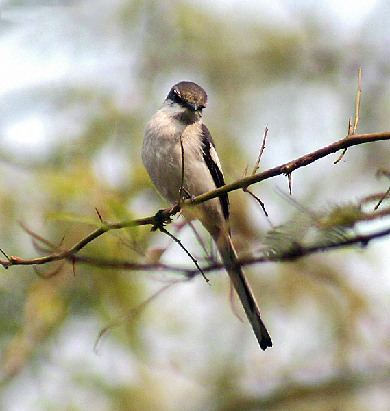 White-bellied Minivet