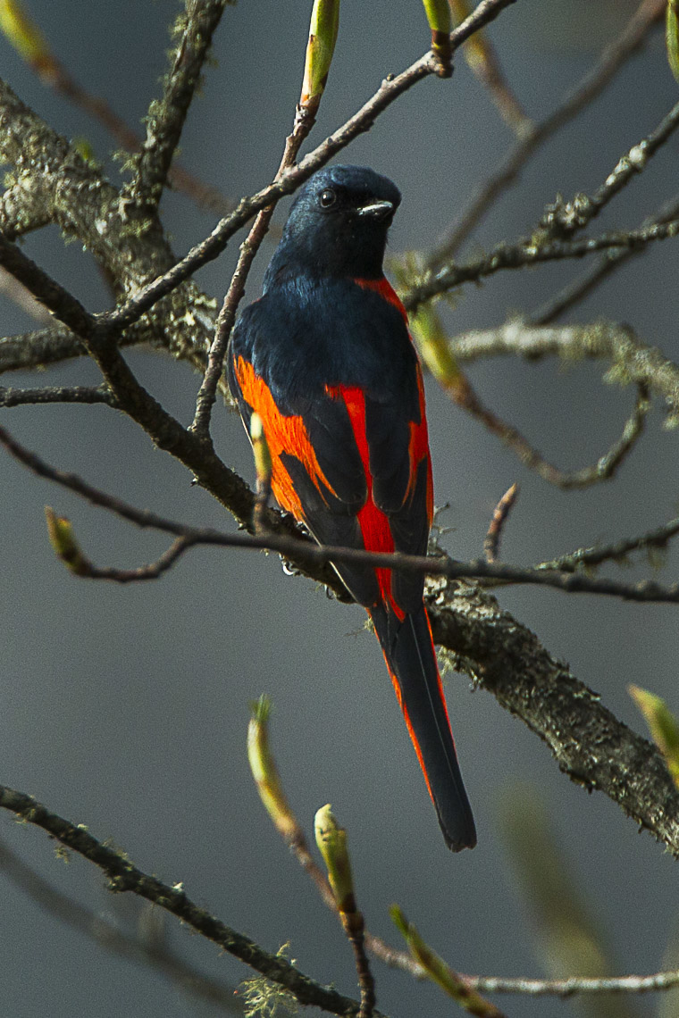 Long-tailed Minivet