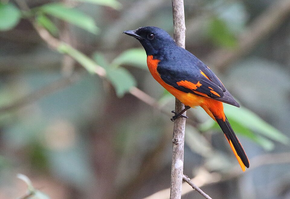 Orange Minivet