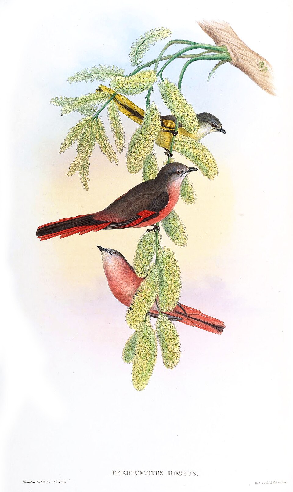 Rosy Minivet