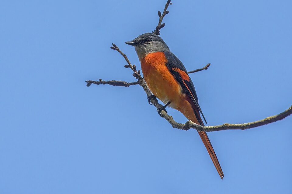 Grey-chinned Minivet