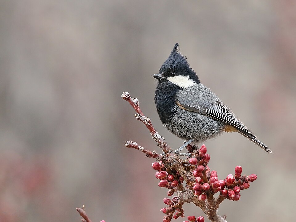 Rufous-naped Tit