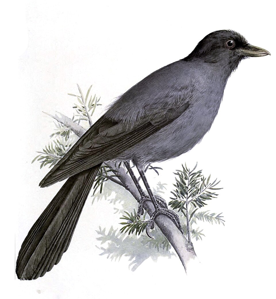 Sichuan Jay