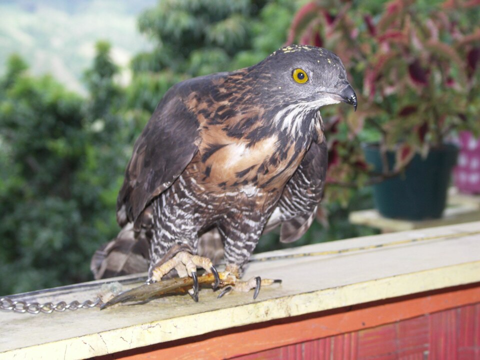 Barred Honey Buzzard