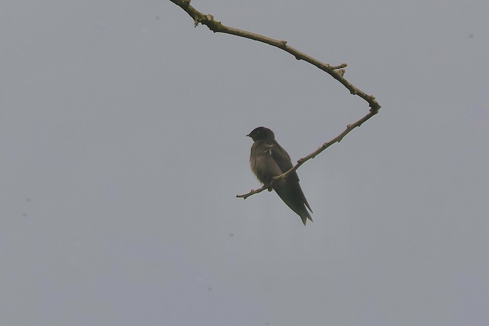 Forest Swallow