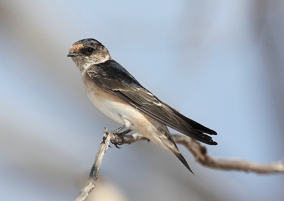 Tree Martin