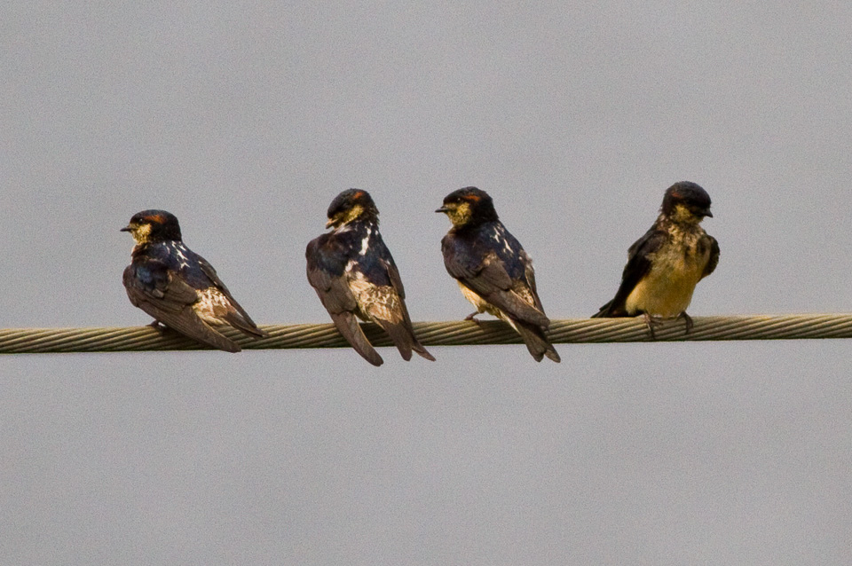 Preuss's Cliff Swallow