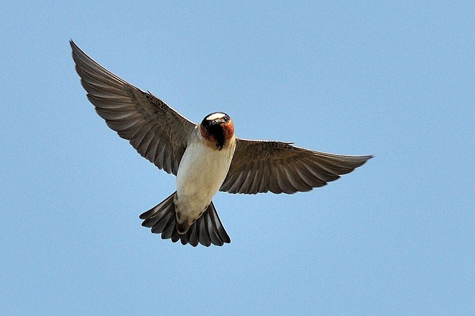 American Cliff Swallow