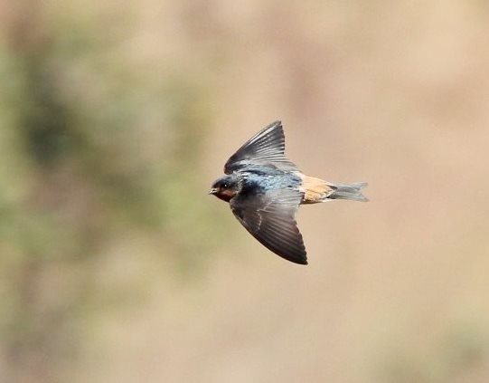 Red-throated Cliff Swallow