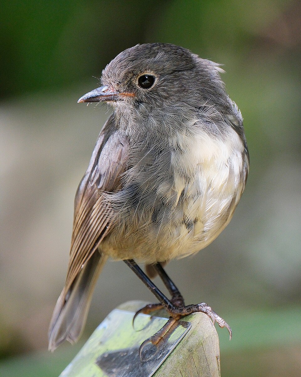 South Island Robin