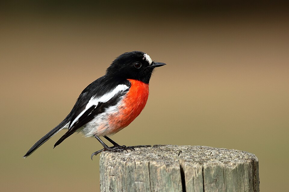Scarlet Robin