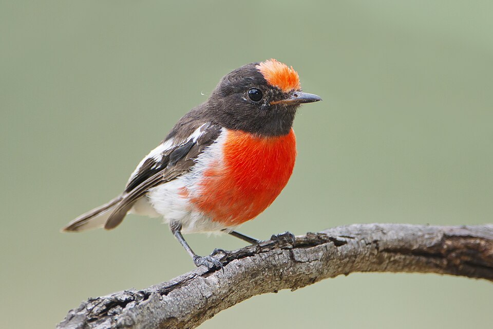 Red-capped Robin