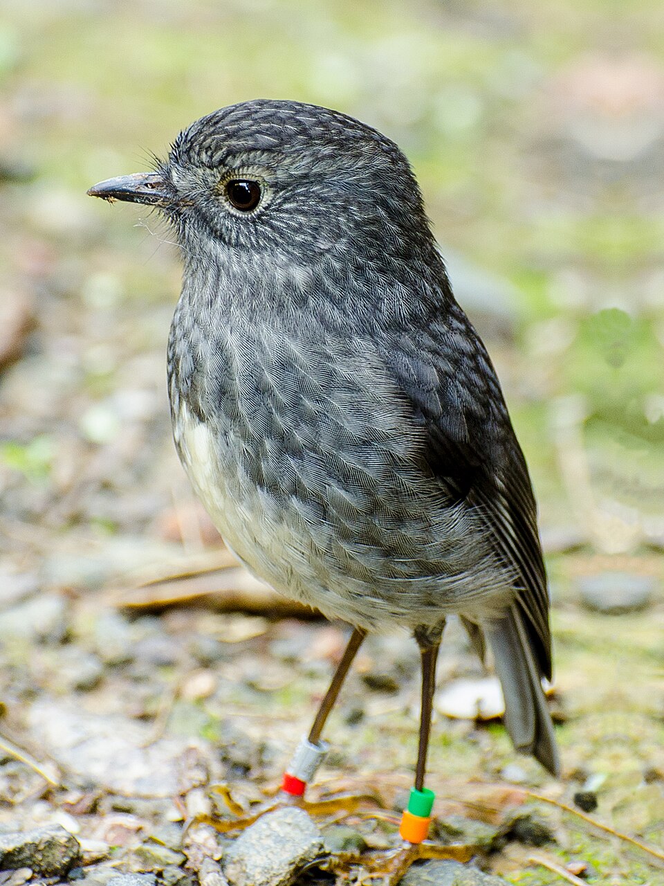 North Island Robin