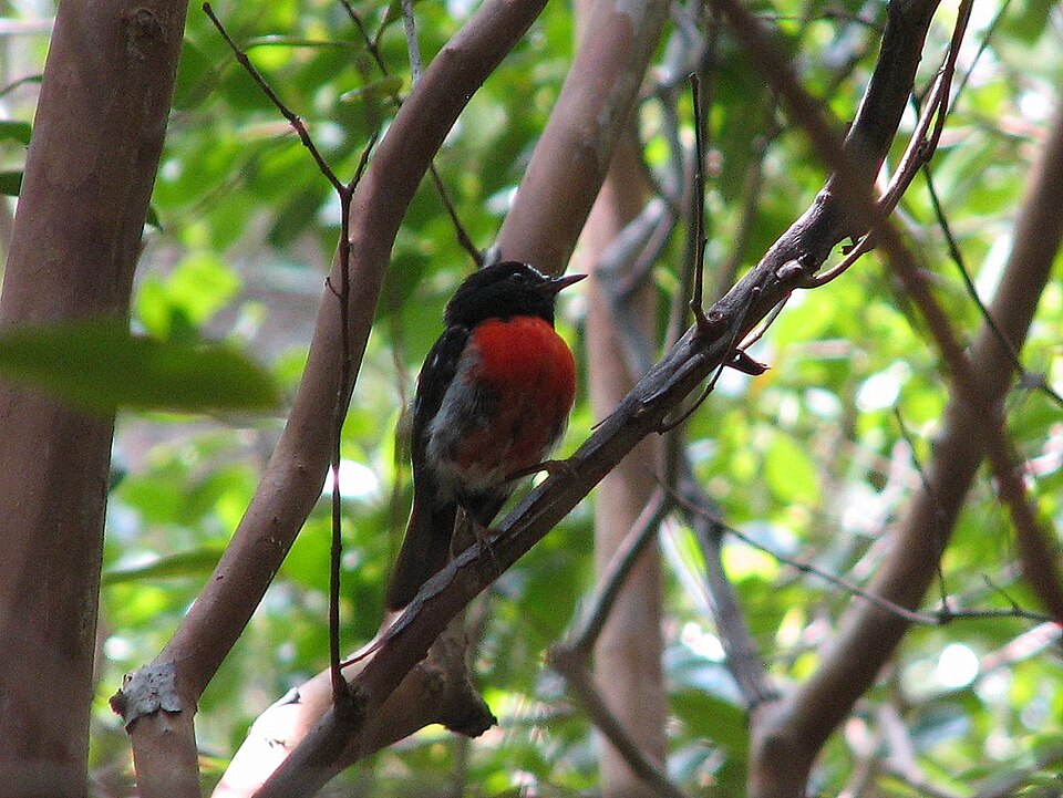Norfolk Robin
