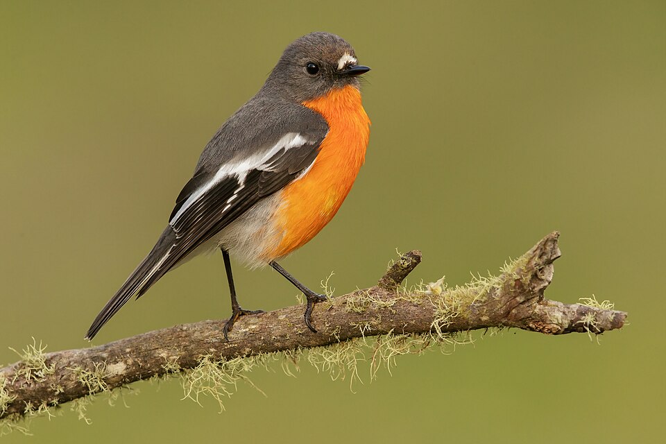 Flame Robin