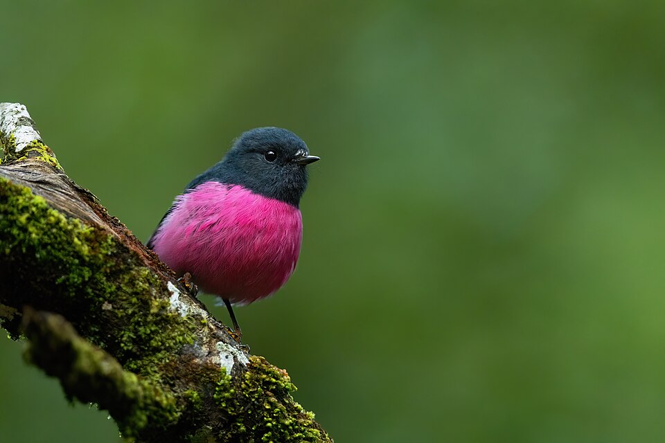 Pink Robin