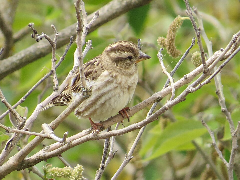 Rock Sparrow